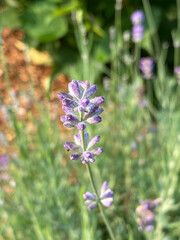 Lavender Buds