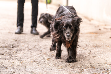 A medium sized black dog with long hair runs directly toward the viewer.