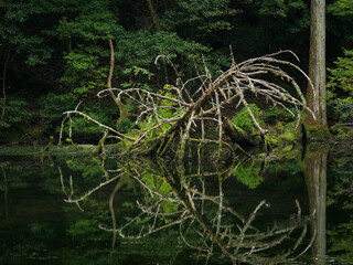 静岡県 東伊豆町 不知沼