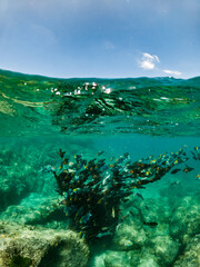 Fototapeta na wymiar free dive, Coral, Phuket Sea, swarm of fish, underwater
