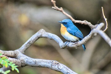 Obraz premium The Blue Flycatcher