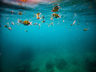free dive, Coral, Phuket Sea, swarm of fish, underwater
