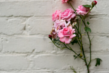 Fototapeta na wymiar pink rose bush against a painted brick wall