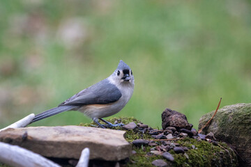 bird on a moss covered rock, tufted titmouse, low light 