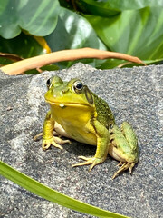 Green Frog