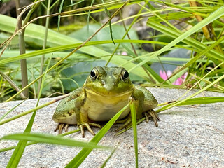 Green Frog