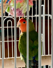 Lovebird