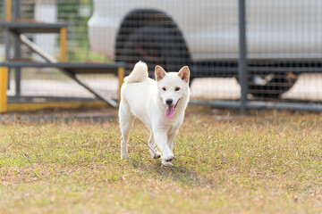 Pet Lover. Shiba Inu dog breed In the park in the spring. White Shiba Inu is a dog or Hokkaido inu dog. - obrazy, fototapety, plakaty