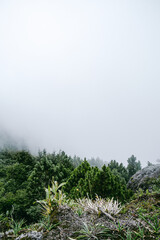 Fototapeta premium pine tree in the fog