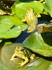 Green Frogs on Lilly Pads