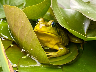 Green Frog