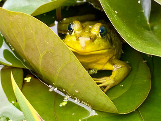 Green Frog