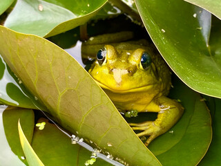Green Frog