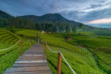 A wooden bridge over the expanse of green tea gardens in Riung Gunung - Bandung.