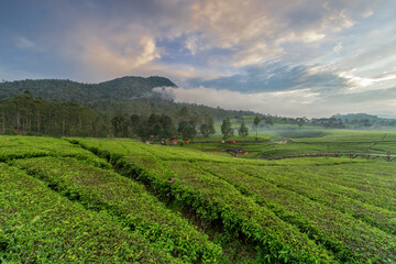 Fototapeta na wymiar Beautifull view of the expanse of tea gardens and the background of the mountains in Riung Gunung, Bandung.
