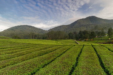 Fototapeta na wymiar Green tea garden pattern on mountain background and cloudy blue sky.