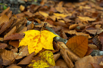 一枚の黄色い落ち葉