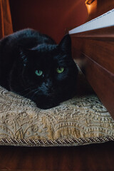 black cat, green eyes sitting on baby grand piano bench cushion