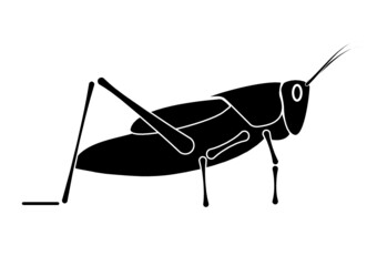 Desert locust silhouette