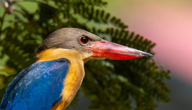 Stork Billed Kingfisher perched on a tree, in a wild forest in Malaysia.