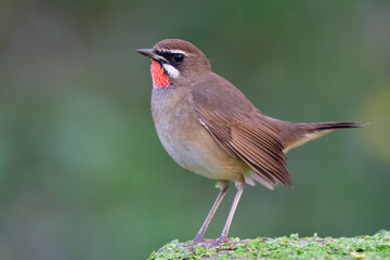 fresh and happy nature, brown bird with red marking on its chin expose over green duck weed and blur background having tail wagging