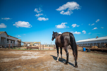 Black thoroughbred horse on a sunny day at the farm.