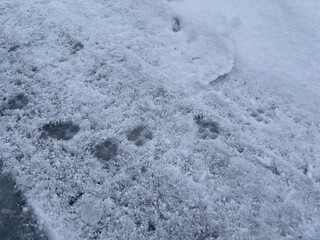 雪道と犬の足跡