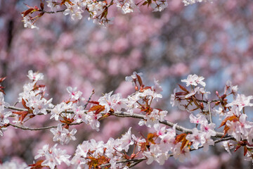 満開のサクラの花
