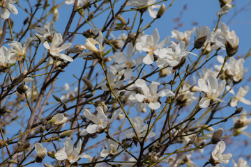 青空と白いコブシの花
