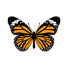 vector drawing monarch butterfly , Danaus plexippus isolated at white background,hand drawn illustration