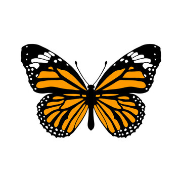 vector drawing monarch butterfly , Danaus plexippus isolated at white background,hand drawn illustration