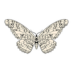 vector drawing great owlet moth , Thysania agrippina isolated at white background, hand drawn illustration