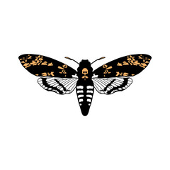 Vector death's-head hawkmoth, Acherontia atropos, drawing butterfly, hand drawn illustration