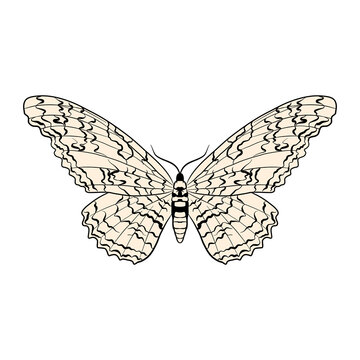vector drawing great owlet moth , Thysania agrippina isolated at white background, hand drawn illustration