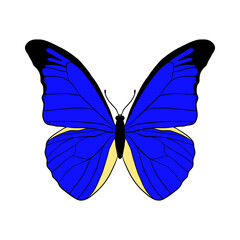 Vector drawing giant blue morpho butterfly, Morpho didius hand drawn illustration