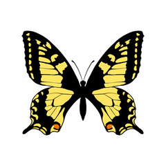 vector drawing yellow swallowtail butterfly, Papilio machaon,hand drawn illustration