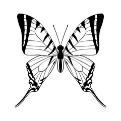 vector drawing butterfly, Protesilaus protesilaus, hand drawn illustration