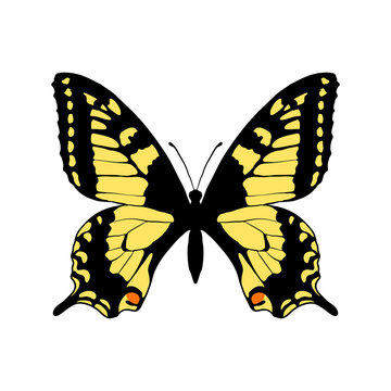 vector drawing yellow swallowtail butterfly, Papilio machaon,hand drawn illustration