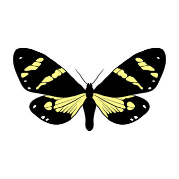 vector drawing butterfly, Chetone catilina, hand drawn illustration