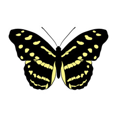vector drawing Acontius firewing butterfly, Catonephele acontius, hand drawn illustration