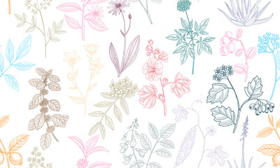 vector drawing floral seamless pattern, natural background with medicinal plants, hand drawn illustration