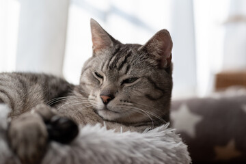 眠る猫　サバトラ猫