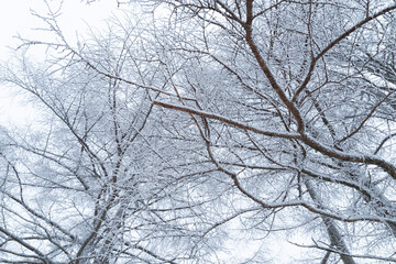 雪に覆われた森