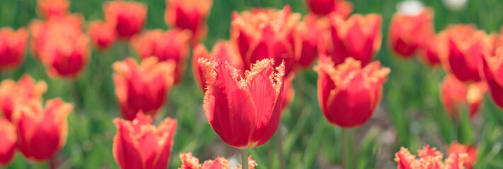 Fototapeta premium Spring banner, blossom background. Tulips field. Spring flowers tulips.