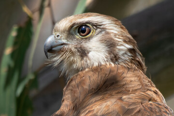 Brown Falcon (Falco berigora) portrait