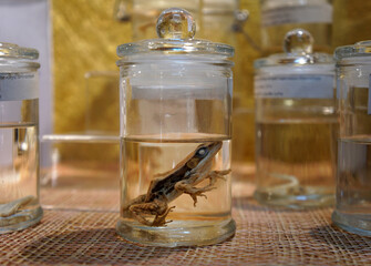 Dark Sided Frog preserved in formaldehyde in glass jar. Preserved specimens of frogs in flasks. Wet...