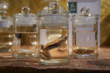 Dark Sided Frog preserved in formaldehyde in glass jar. Preserved specimens of frogs in flasks. Wet specimens.