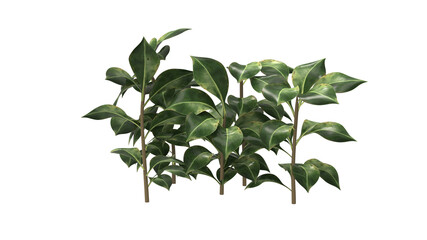 rubber tree without shadow 3d render