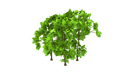Obraz premium shrub plant without shadow 3d render