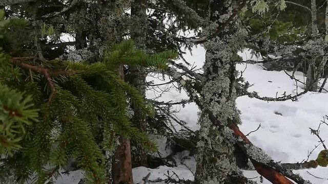 Mousses et lichens identification en montagne et neige.